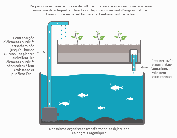 Les bassins à poissons et bacs de culture pour l'aquaponie