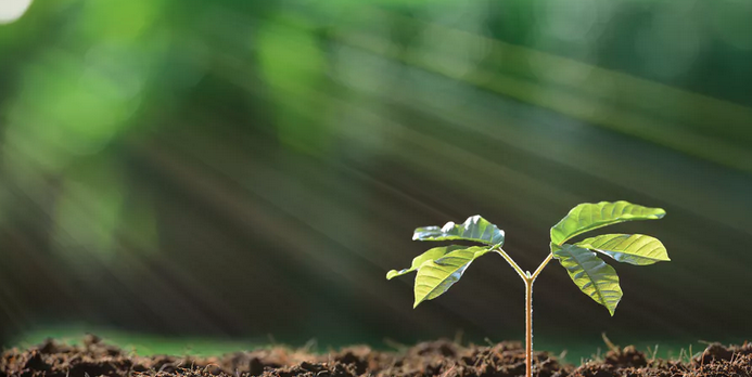 Face au réchauffement climatique, la reforestation n'est qu'une partie de la solution