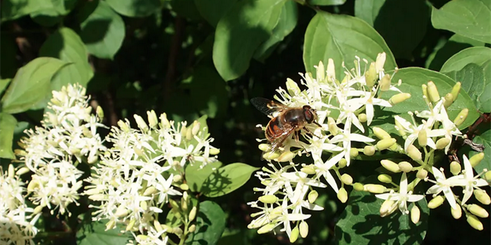 Comment faire de votre jardin un havre de biodiversité