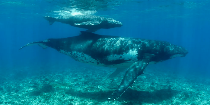 Lovea s'engage pour la protection des océans